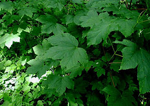 Acer pseudoplatanus (Sycamore): Leaves