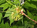 male flowers, Aizu area, Fukushima pref., Japan