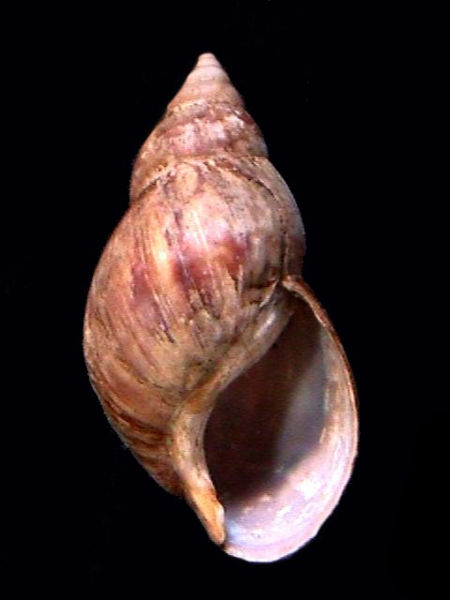 File:Achatina fulica 001.jpg