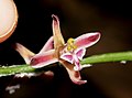 அக்ரியோசிஸ் லிலிபோலியா தாவரம் (Acriopsis liliifolia)