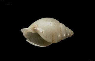 <i>Acteon fructuosus</i> Species of marine gastropod