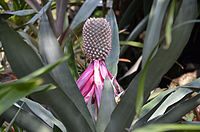 Aechmea mariae-reginae.jpg