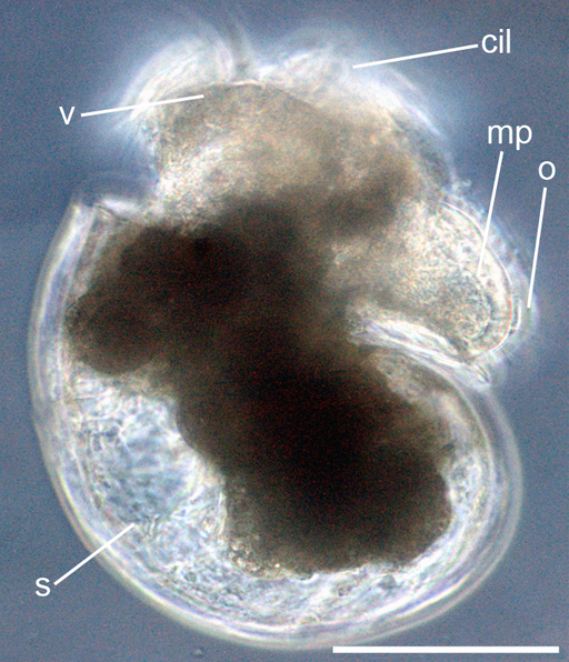 Berghia nudibranch egg hatching