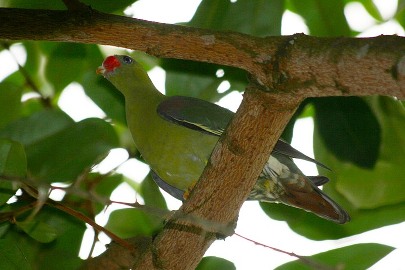 File:African Green Pigeon (Treron calvus calvus), Ndougou, Gabon 1.jpg