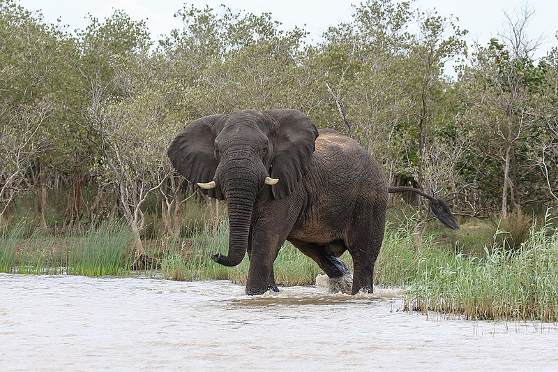 File:African elephant, Lake St Lucia 01.jpg