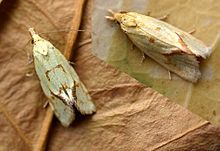 Agapeta hamana