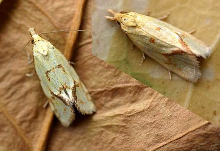 Agapeta hamana