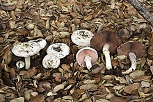 Agaricus californicus BC.jpg