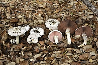 <i>Agaricus californicus</i> Species of fungus