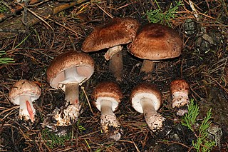 <i>Agaricus brunneofibrillosus</i> Species of fungus