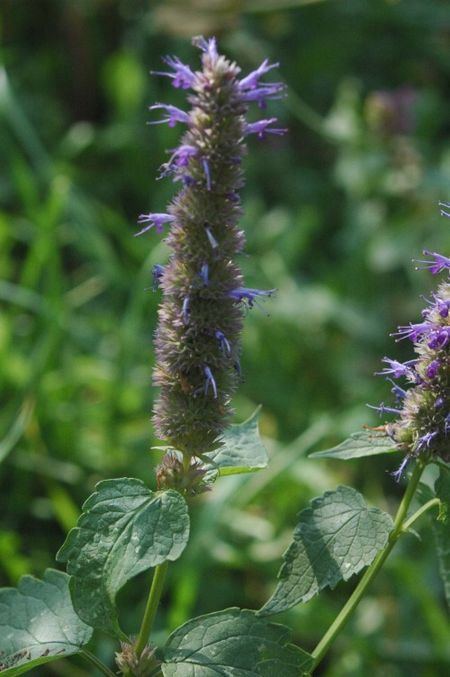 Agastache rugosa.jpg