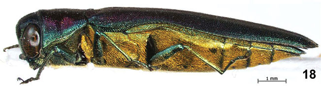 October 19: the jewel beetle Agrilus crepuscularis