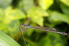 ♀ Agriocnemis keralensis