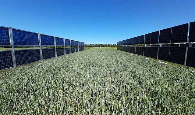 Agrivoltaic vertical bifacial solar panels