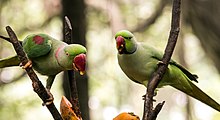 Two male Alexandrine parakeets. This species is the closest living relative of the Seychelles parakeet. Alexandrine Parakeets (Psittacula eupatria).jpg