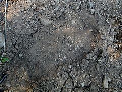Alleged Bigfoot footprint.jpg