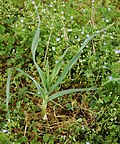 Vignette pour Allium polyanthum