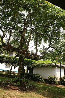 <i>Alstonia congensis</i>