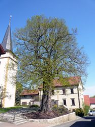 Old village linden tree in Eltingshausen, 1.jpg