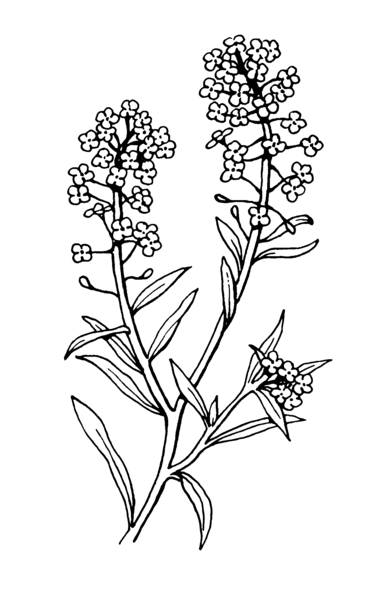 File:Alyssum 2 (PSF).png