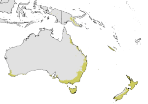Amblyopone australis - range map - no observation data.png