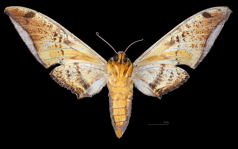 File:Ambulyx sericeipennis joiceyi MHNT CUT 2010 0 380 Bukit Fraser, Pahang, Malaisie female ventral.jpg