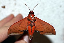 Амбуликс субоцеллатный (Sphingidae) 2.jpg