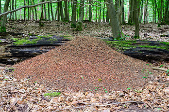 Une fourmilière, en forêt hessoise. (définition réelle 5 807 × 3 876)