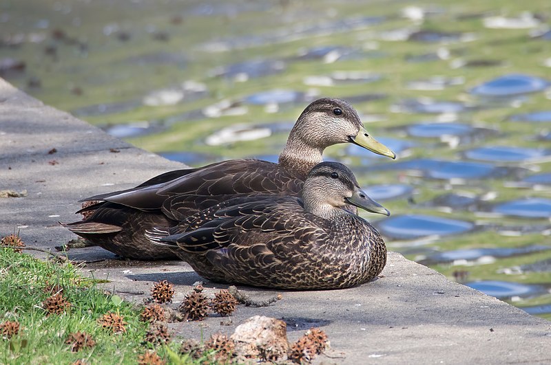 File:American Black Duck pair at Green Wood Cemetery, Brooklyn (62110).jpg