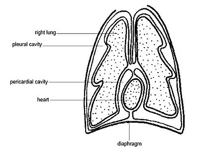 Pleura viscerale