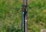 Anax imperator qtl1.jpg