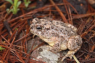 Southwestern toad Species of amphibian