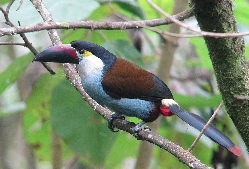 File:Andigena nigrirostris Terlaque pechiazul Black-billed Mounatin-Toucan (8720844545).jpg