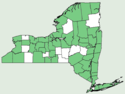 Andropogon gerardii NY-dist-map.png