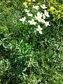 Anemonastrum narcissiflorum sl5.jpg