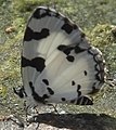 Angled pierrot mudpuddling, Yeoor, Mumbai,India