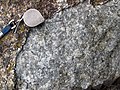 Anorthosite xenolith (anorthosite series, Duluth Complex, Mesoproterozoic, 1099 Ma; Keene Creek East Skyline Parkway roadcut, Duluth, Minnesota, USA) 8 (22040111220).jpg