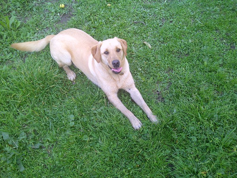 File:Another labrador retriever.jpg