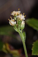 Antennaria racemosa