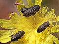 Anthaxia helvetica Stierlin, 1868