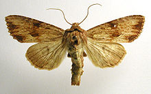 Apamea sublustris.jpg