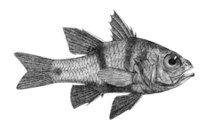 Apogonichthyoides taeniatus (Day) 2.png