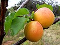 Two apricots and leaves