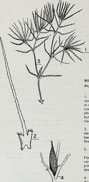 File:Aquatic plants of Illinois; an illustrated manual including species submersed, floating, and some of shallow water and muddy shores (1966) (19560616949).jpg