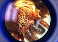 Araña vista en microscopio.jpg