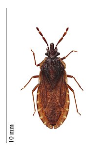 <i>Aradus lugubris</i> Species of true bug