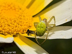 Araniella maderiana