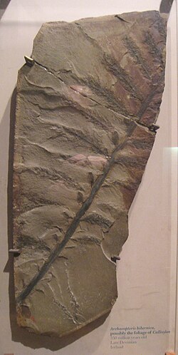 Fossil of Archaeopteris hibernica.