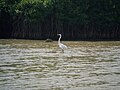 Strutting Eastern Great Egret in Pichavaram Mangrove