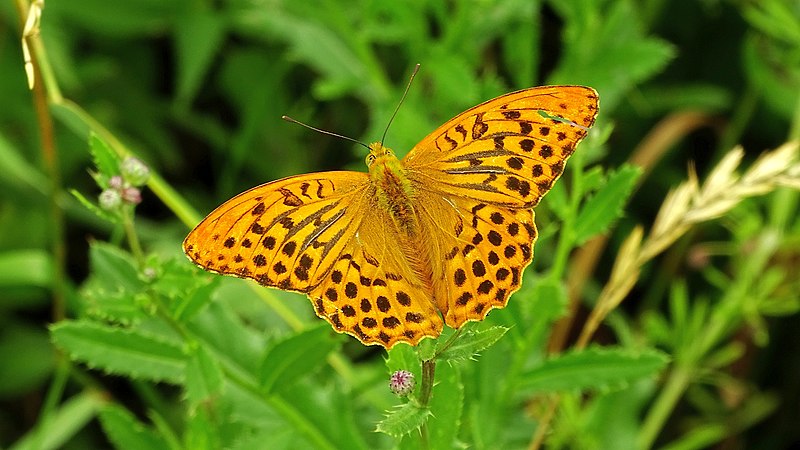 File:Argynnis paphia (1 W).jpg